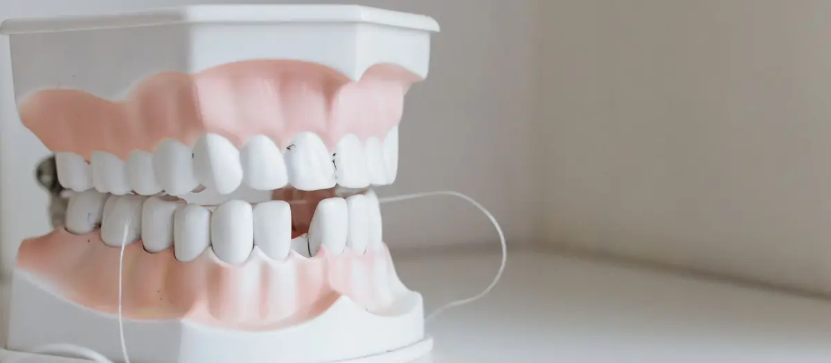 Modelo de dentadura con hilo dental